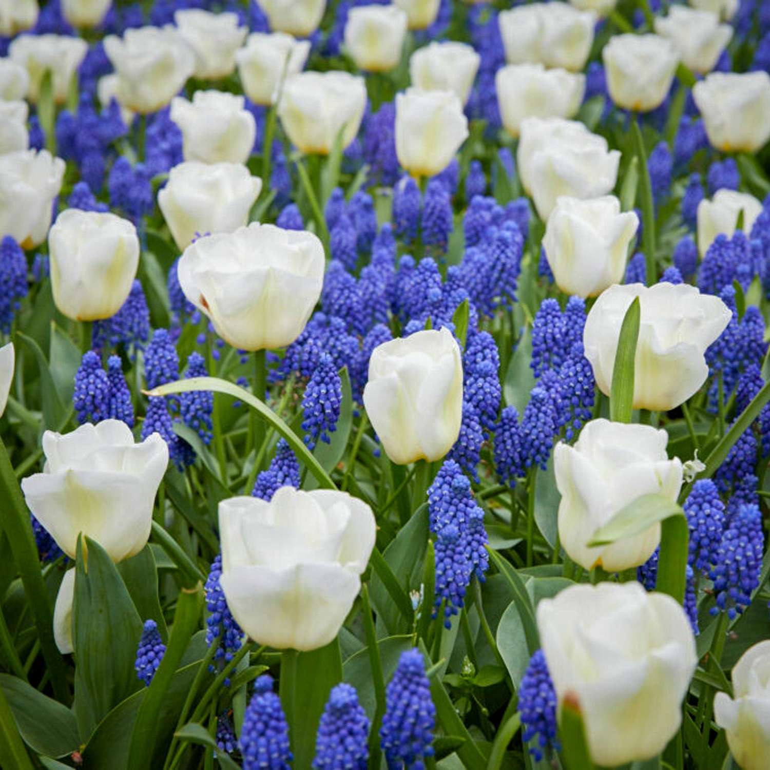 Mélange de bulbes 'Blue Snow'